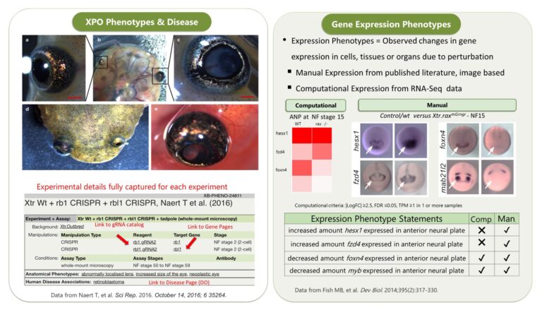Reddy Anna: A Comprehensive Look at His Vision, Impact, and Future Initiatives